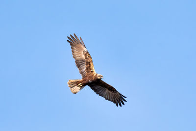 Low angle view of eagle flying in sky