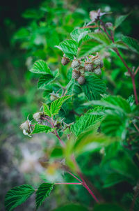 Close-up of plant growing on field