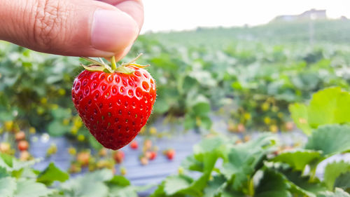 Close-up of hand holding strawberry