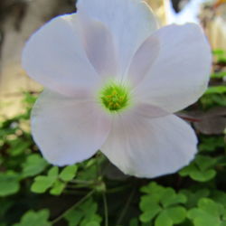 Close-up of white flowers