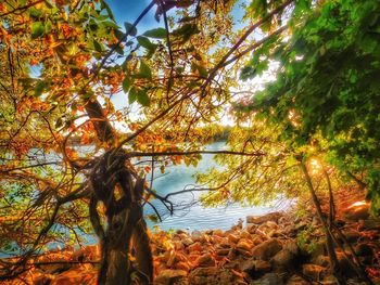 Trees by calm lake during autumn