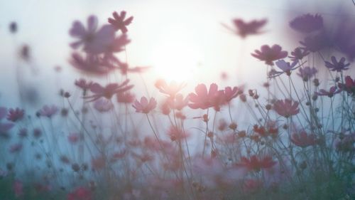 Close-up of pink flowering plants on field