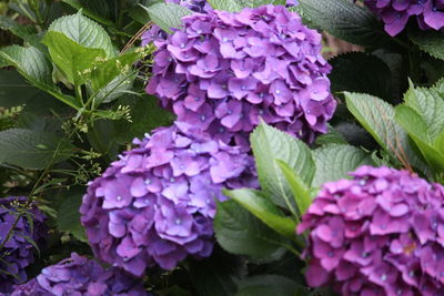 Close-up of purple flowers blooming outdoors