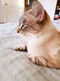 Close-up of cat sitting at home