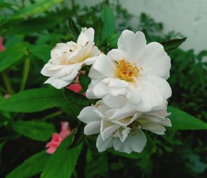 Close-up of white flowering plant