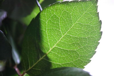 Close-up of insect on leaf