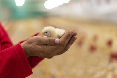 Close-up of hand holding small bird