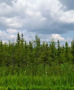 Pine trees in forest against sky