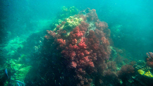 Rock formation in sea