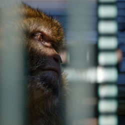 Barbary macaque portrait from the side over the bars