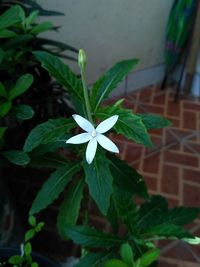 Close-up of plant