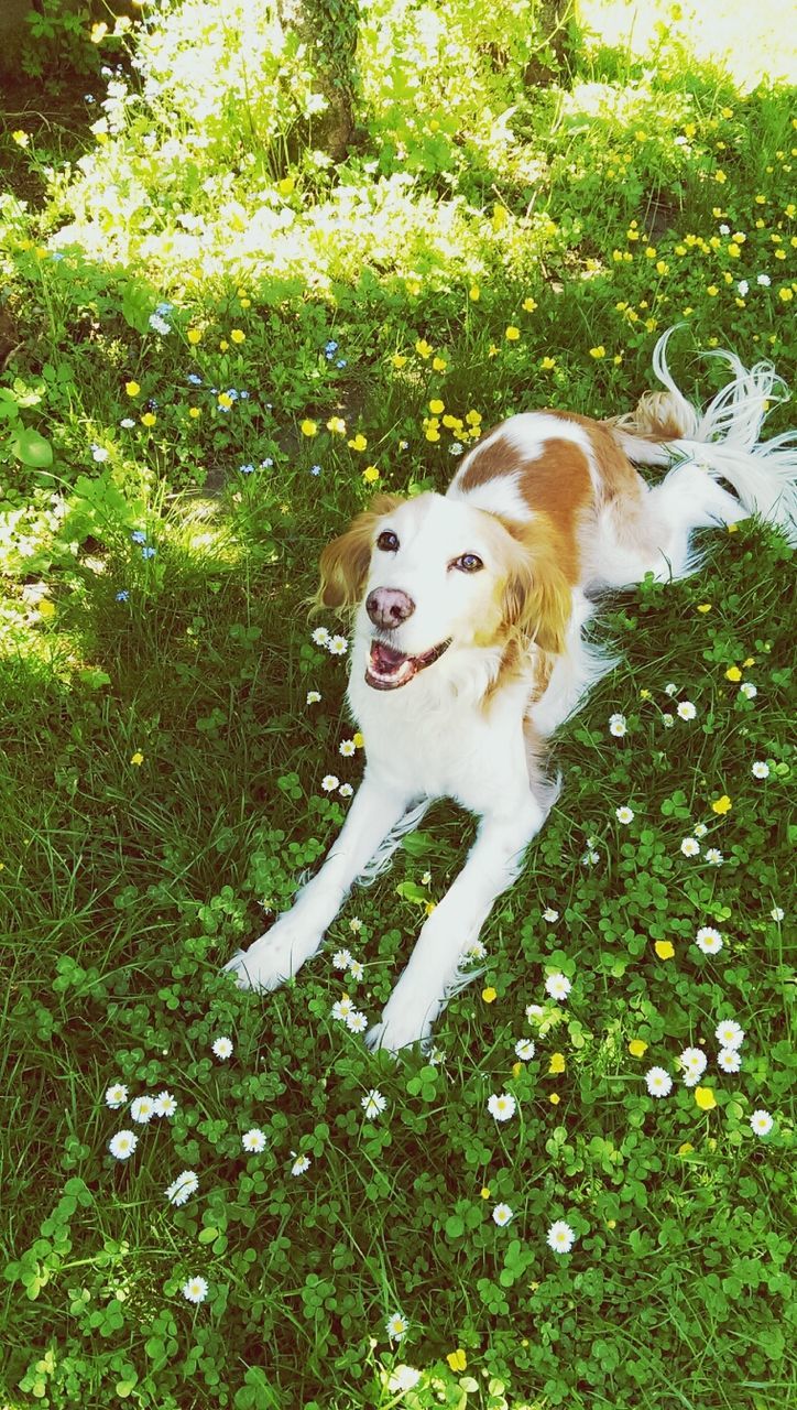 pets, domestic animals, dog, one animal, mammal, animal themes, looking at camera, portrait, grass, white color, plant, growth, sitting, field, green color, full length, front or back yard, high angle view, standing, front view