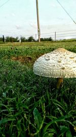 Grassy field against cloudy sky