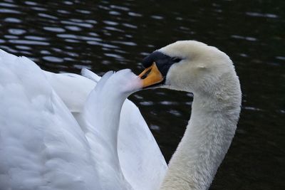 Mute swan swimming in pond
