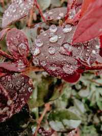 Close-up of raindrops on leaves