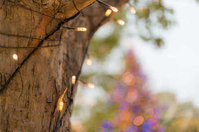 Low angle view of illuminated lights on tree