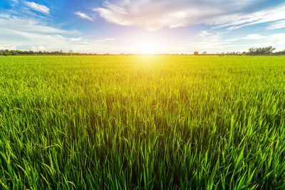 Scenic view of wheat field against sky