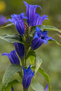 Close-up of purple flowering plants