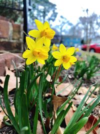 Close-up of yellow flowers blooming outdoors