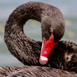 Close-up of against on lake