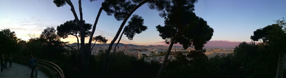 Panoramic view of trees on landscape against sky during sunset