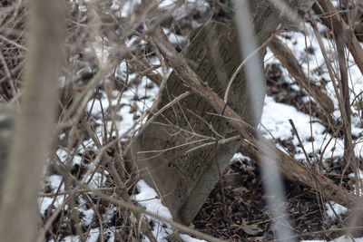 Close-up of tree branch