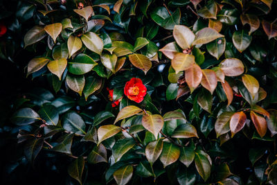 Close-up of flowers blooming outdoors