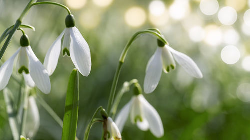 Close-up of white flowers blooming outdoors