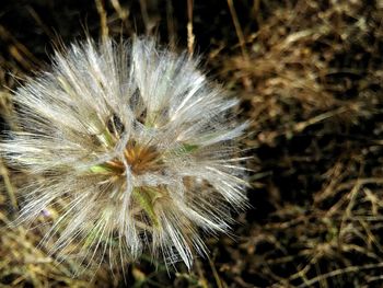 Close-up of dandelion flower