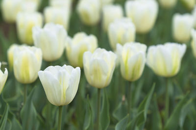 Close-up of white flowering plants