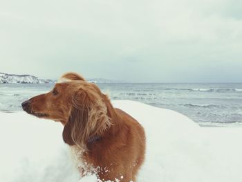 Close-up of dog on snow field by sea against sky