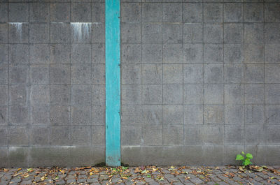 Plant growing on footpath against gray wall