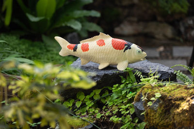 Close-up of a fish