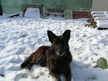 Portrait of dog on snow covered landscape during winter