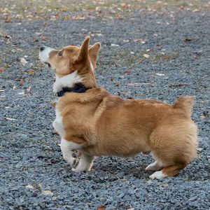 High angle view of dog looking away
