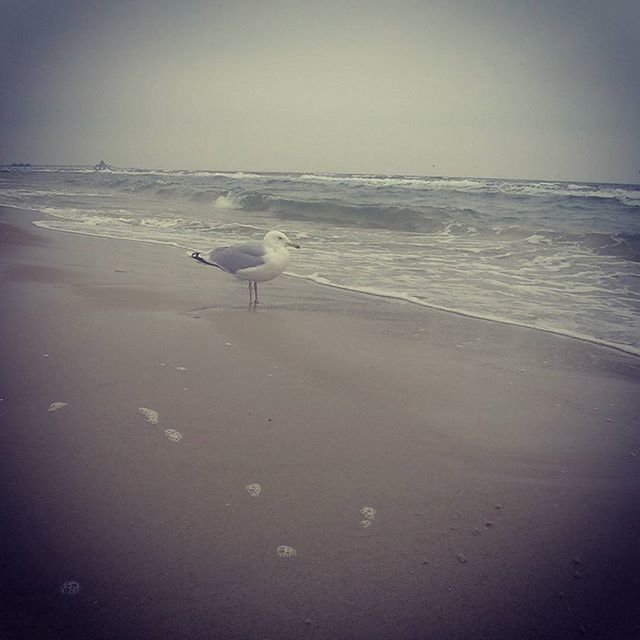 beach, animal themes, sea, sand, bird, shore, one animal, animals in the wild, water, wildlife, horizon over water, seagull, nature, beauty in nature, full length, tranquility, wave, flying, tranquil scene, scenics