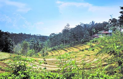 Scenic view of agricultural field against sky