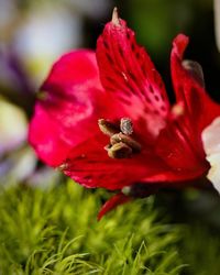 Close-up of bee pollinating on red flower