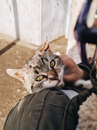 cat