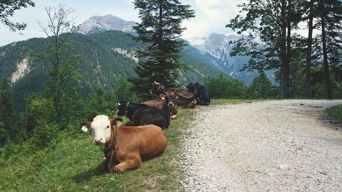 Cows relaxing on roadside against mountains