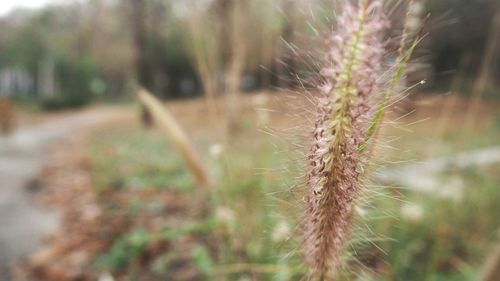 Close-up of plant