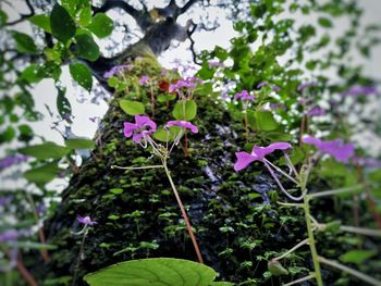 Close-up of purple flowers blooming outdoors