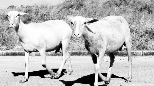 Close-up of goat in field