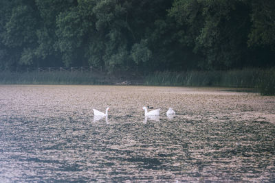 View of swans in calm lake