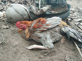 High angle view of rooster