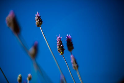 Close-up of thistle flowers against clear blue sky