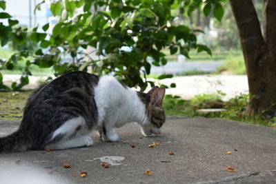 Cat on street