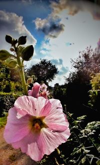 Close-up of pink hibiscus flower