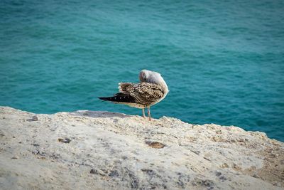 Seagull perching on rock by sea