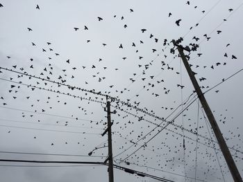 Low angle view of birds flying in sky